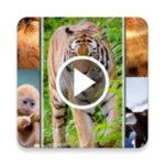 animal video live wallpaper android application logo